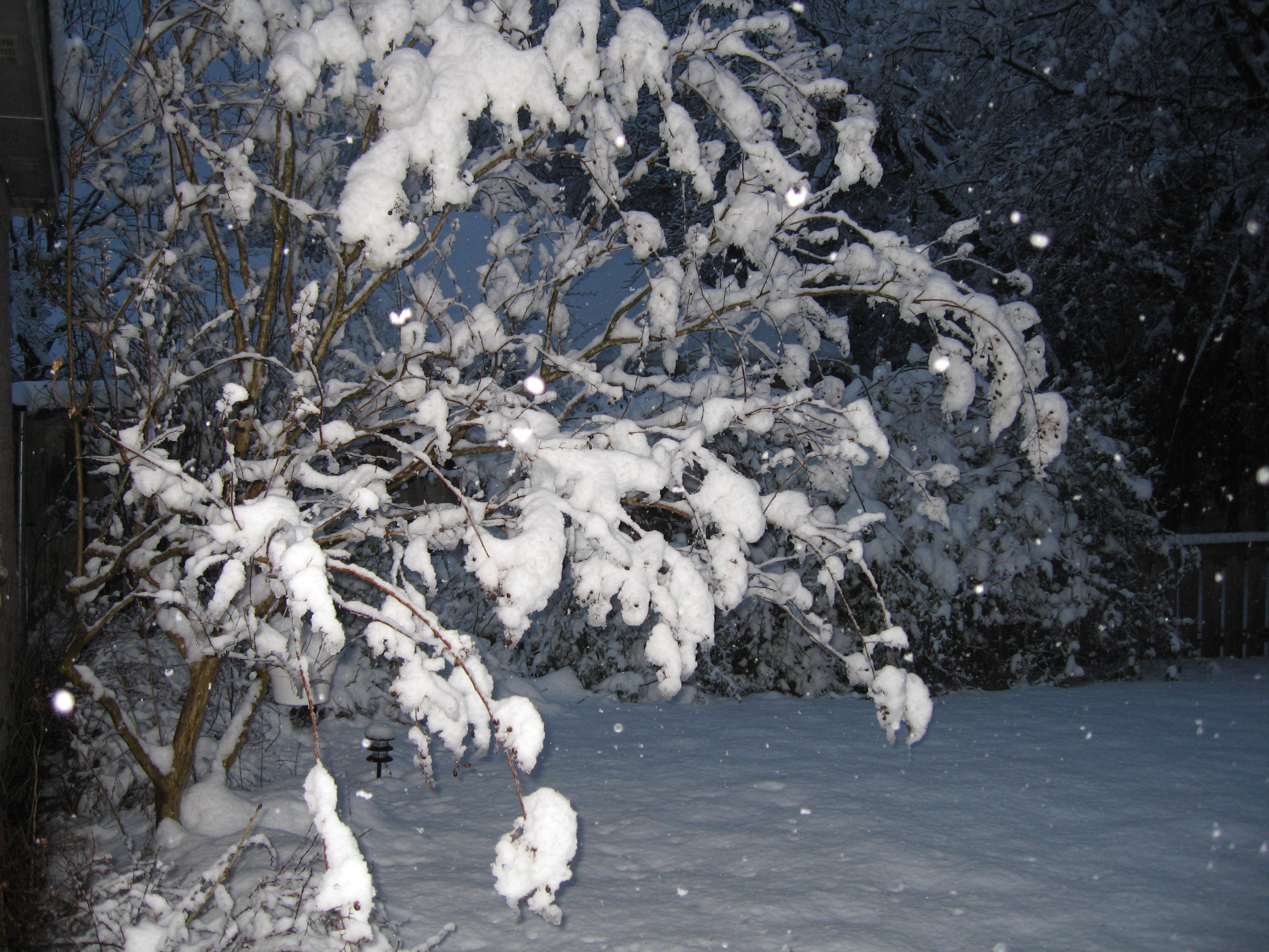 10.02.11 cedar hill snow scenes 041